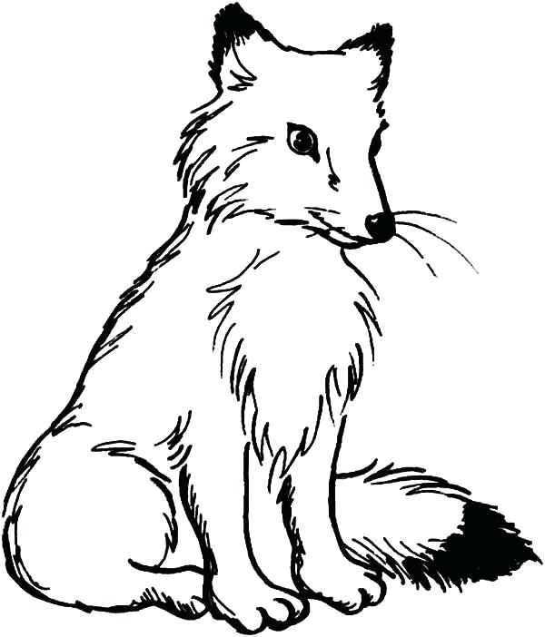 600x702 Arctic Fox Coloring Page Polar Fox Coloring Page Pencil And