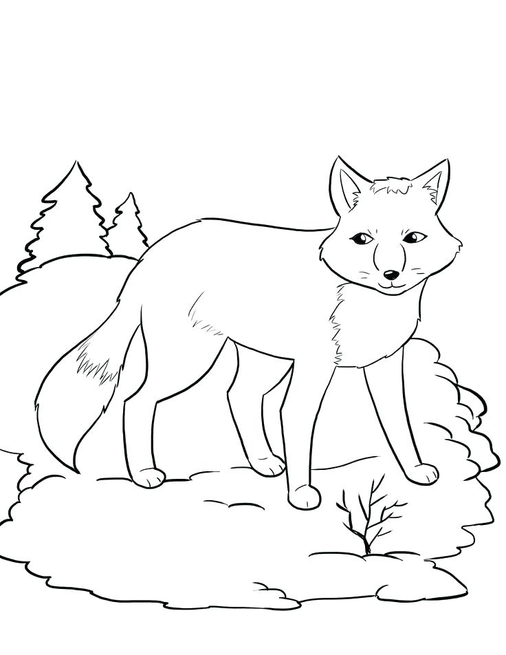 736x952 Arctic Fox Coloring Pages Fox And The Hound Coloring Pages Red Fox