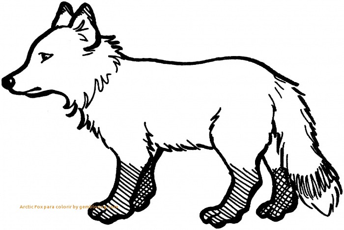700x468 Fox Coloring Pages 5 Fresh Arctic Fox Para Colorir