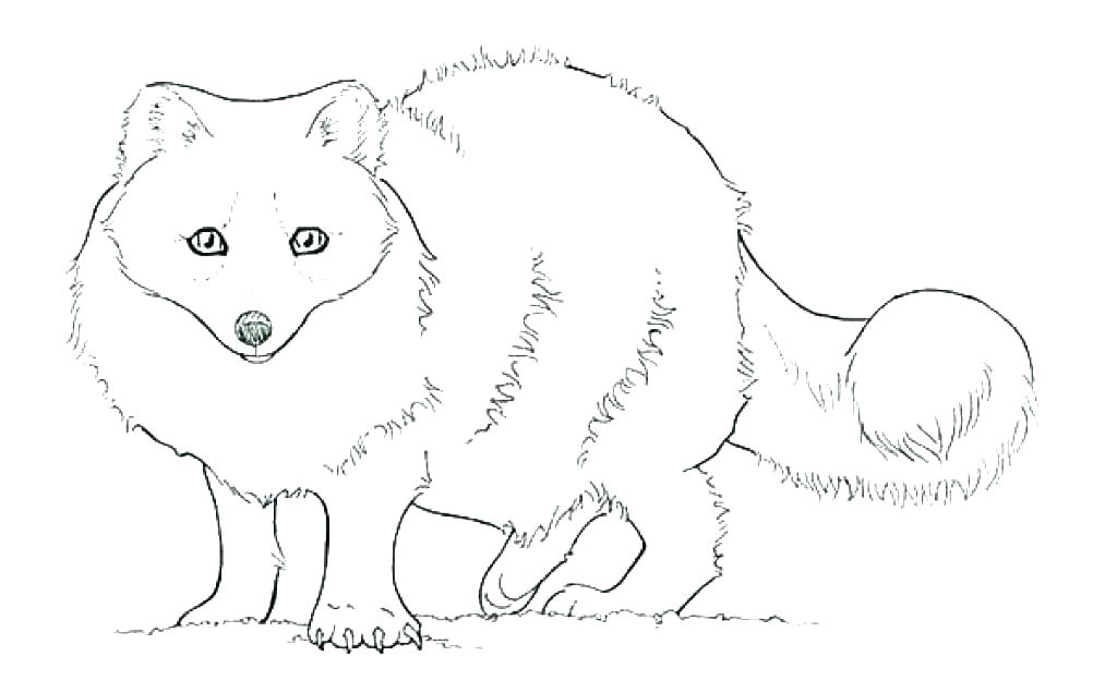 1024x636 Snowmobile Coloring Pages Arctic Coloring Pages Arctic Free