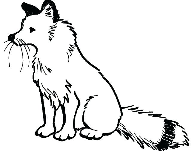 650x507 Animal Jam Fox Coloring Pages Transasia