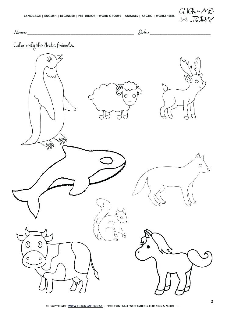 745x1053 Antarctic Animals Coloring Page Continent Box Arctic Habitat