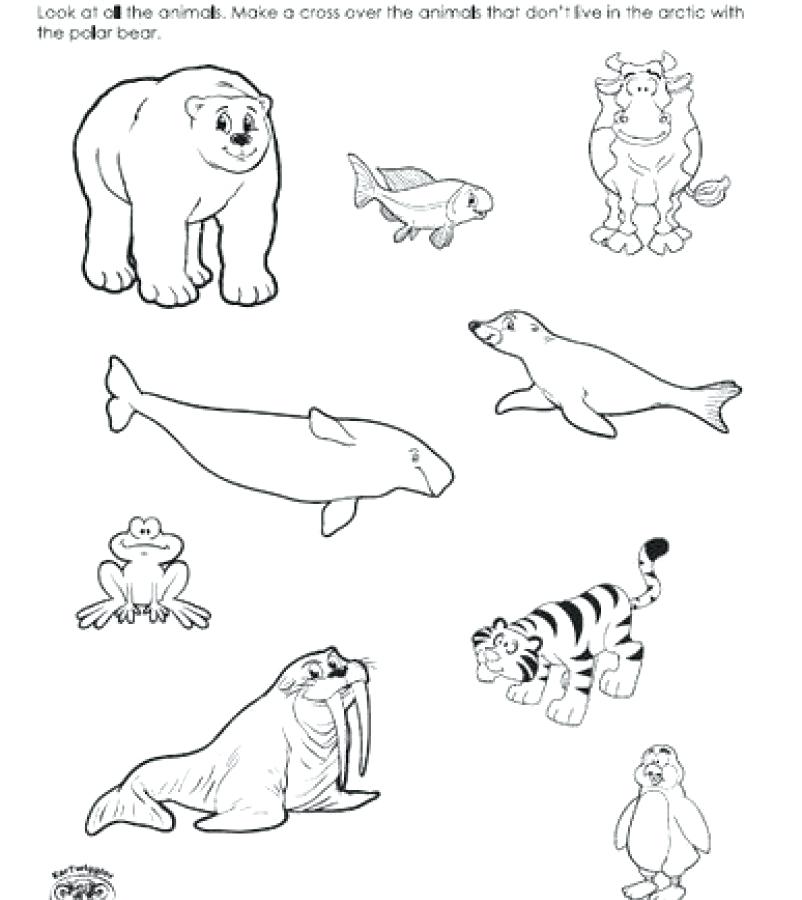 802x900 Arctic Coloring Pages