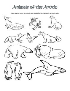 236x305 Arctic Habitat Colouring Pages