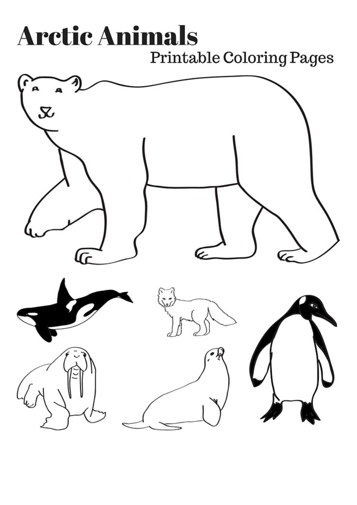 736x1040 27 Arctic Animals Coloring Pages Printable Free Coloring Pages