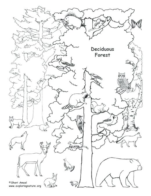 520x673 Rainforest African Coloring Page Free Animal Habitats Coloring