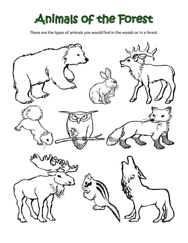 618x800 Animal Classification Coloring Pages By Justin School