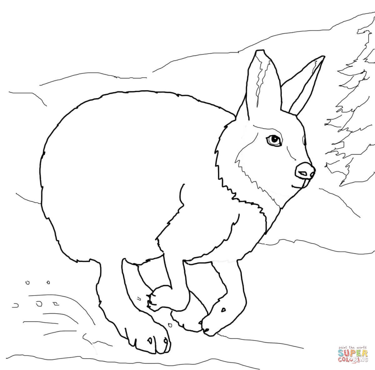 Arctic Hare Coloring Page