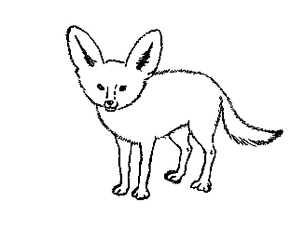 600x471 Arctic Fox Clipart Coloring Page