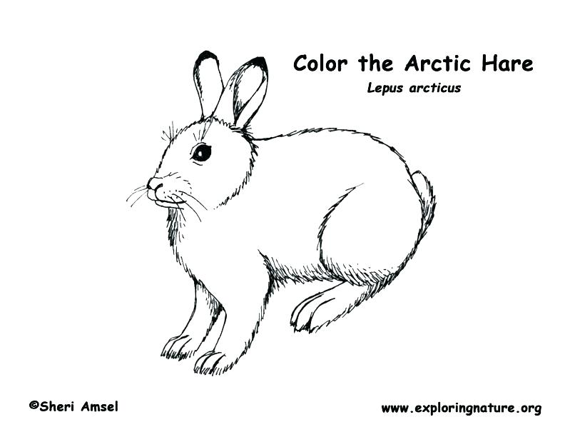 792x612 Arctic Fox Coloring Page Arctic Coloring Pages Animal Jam Arctic