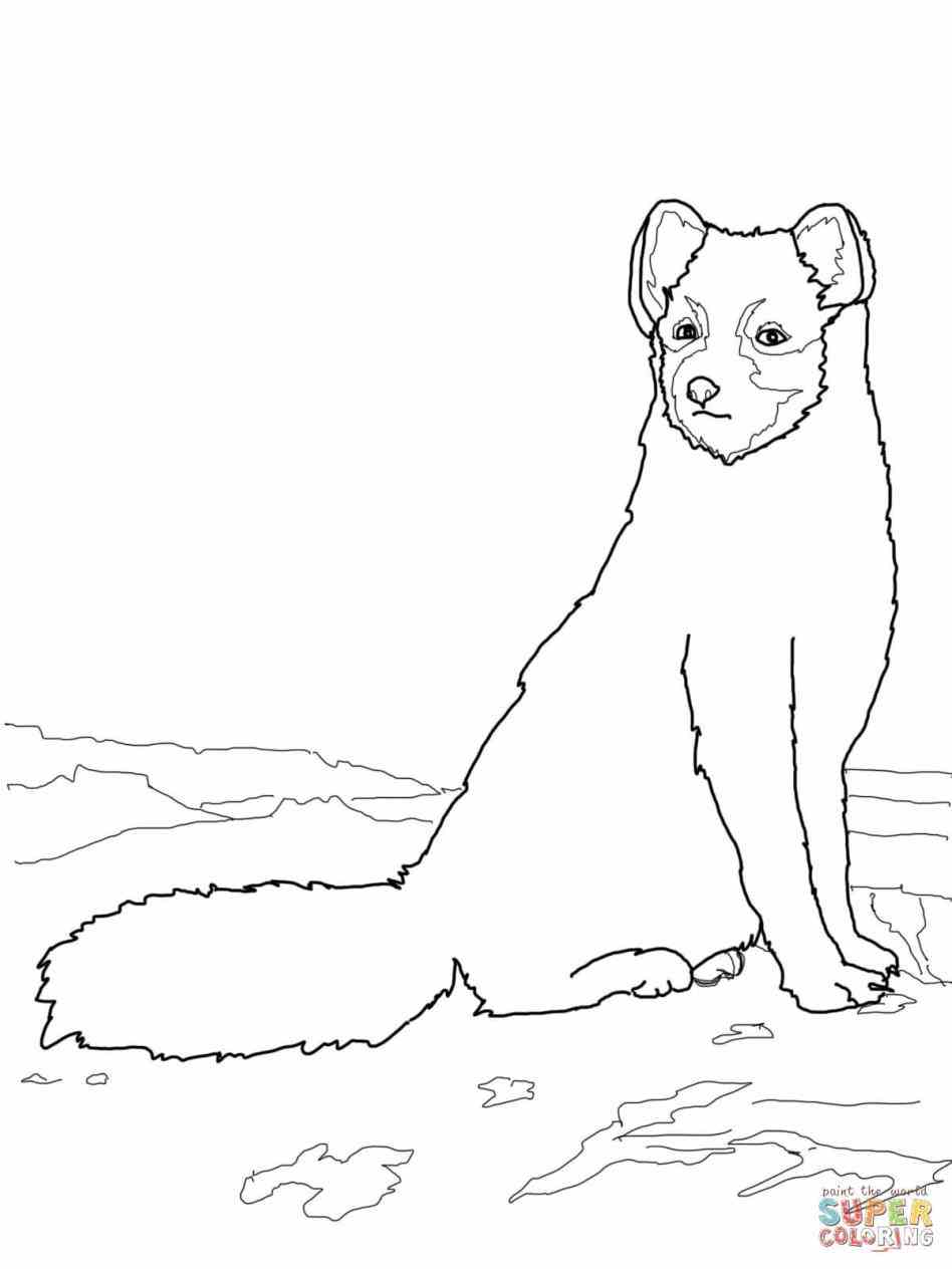 948x1264 Arctic Hare Coloring Page Web Coloring Pages
