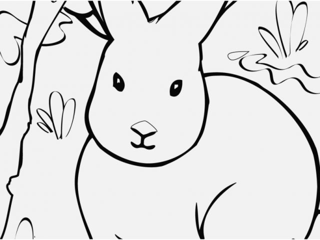 640x480 Coloring Pages Of Animals Photographs Confidential Arctic Animals