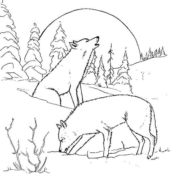 600x605 Arctic Wolf