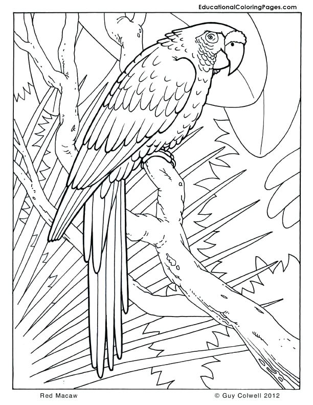 612x792 Stunning Arkansas Coloring Pages Free Arkansas State Bird Coloring