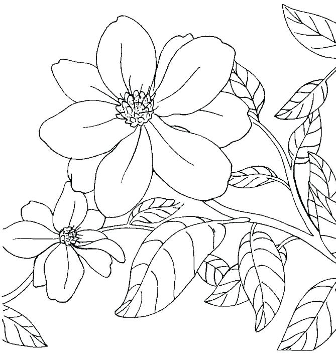 669x703 Arkansas Coloring Pages Best Images On Apples And Razorback Sheets