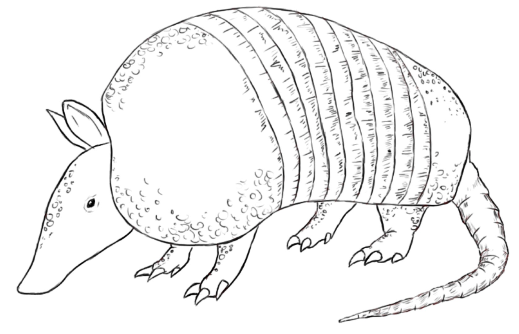 1677x1080 Armadillo Coloring Page