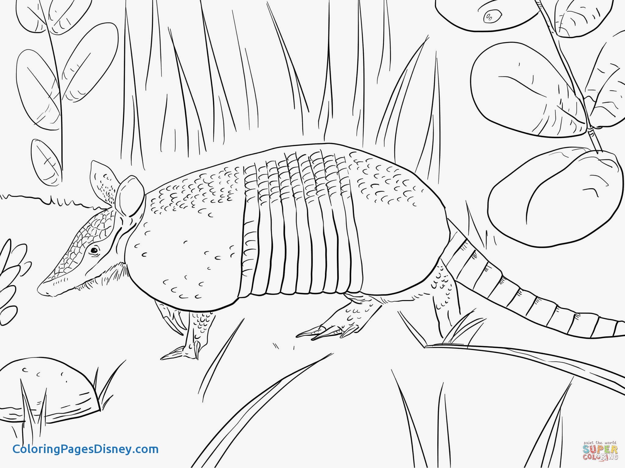 2048x1536 Best Of Armadillo Coloring Pages