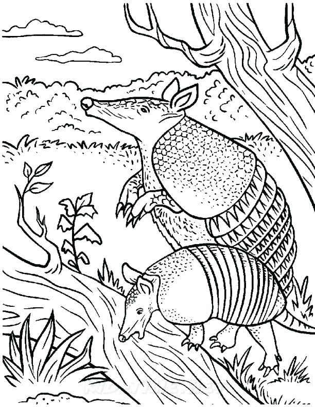 612x792 Armadillo Coloring Page Bellabarewear.us