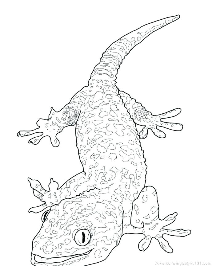 689x866 Armadillo Coloring Page Armadillo At Cloud Seven Coloring Pages