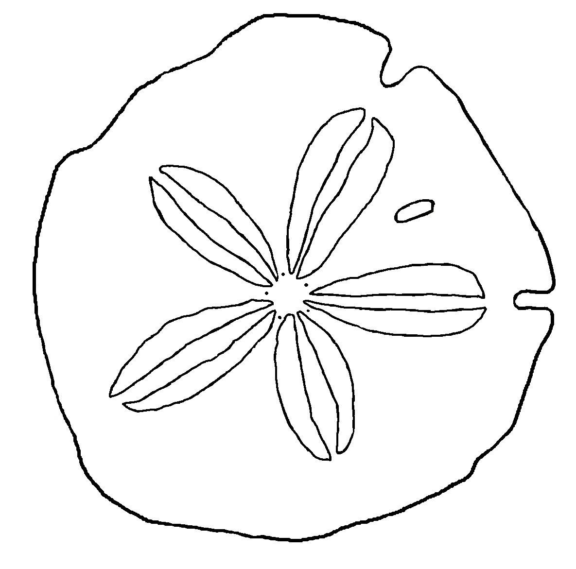 1185x1171 Drawn By Hand, This Sand Dollar Is Called An Arrowhead. Sand
