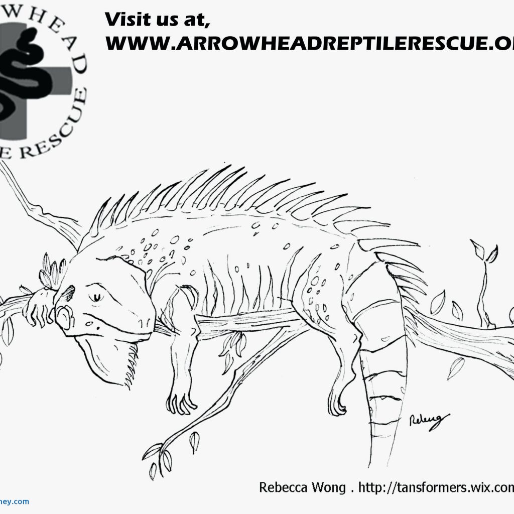 1024x1024 Iguanas Coloring Pages Awesome Coloring Pages For Kids Pdf