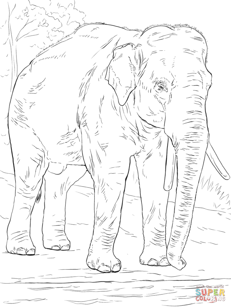 768x1024 Asian Elephant Coloring Page