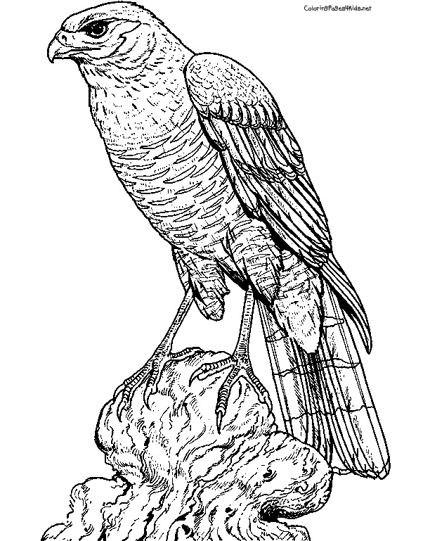 612x769 Atlanta Coloring Pages Coloring Pages Of Atlanta Braves Kids