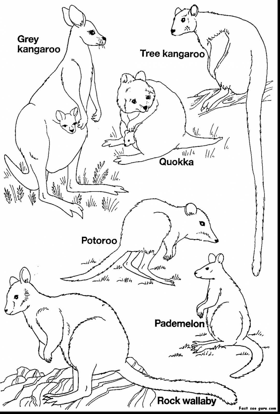 1159x1711 Quokka Animal Coloring Pages Quokka Animal Coloring Pages