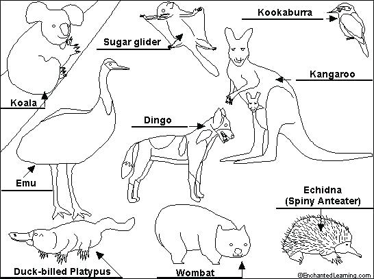 546x407 Australian Animal Colouring Sheets Animal Colouring Sheets Animals