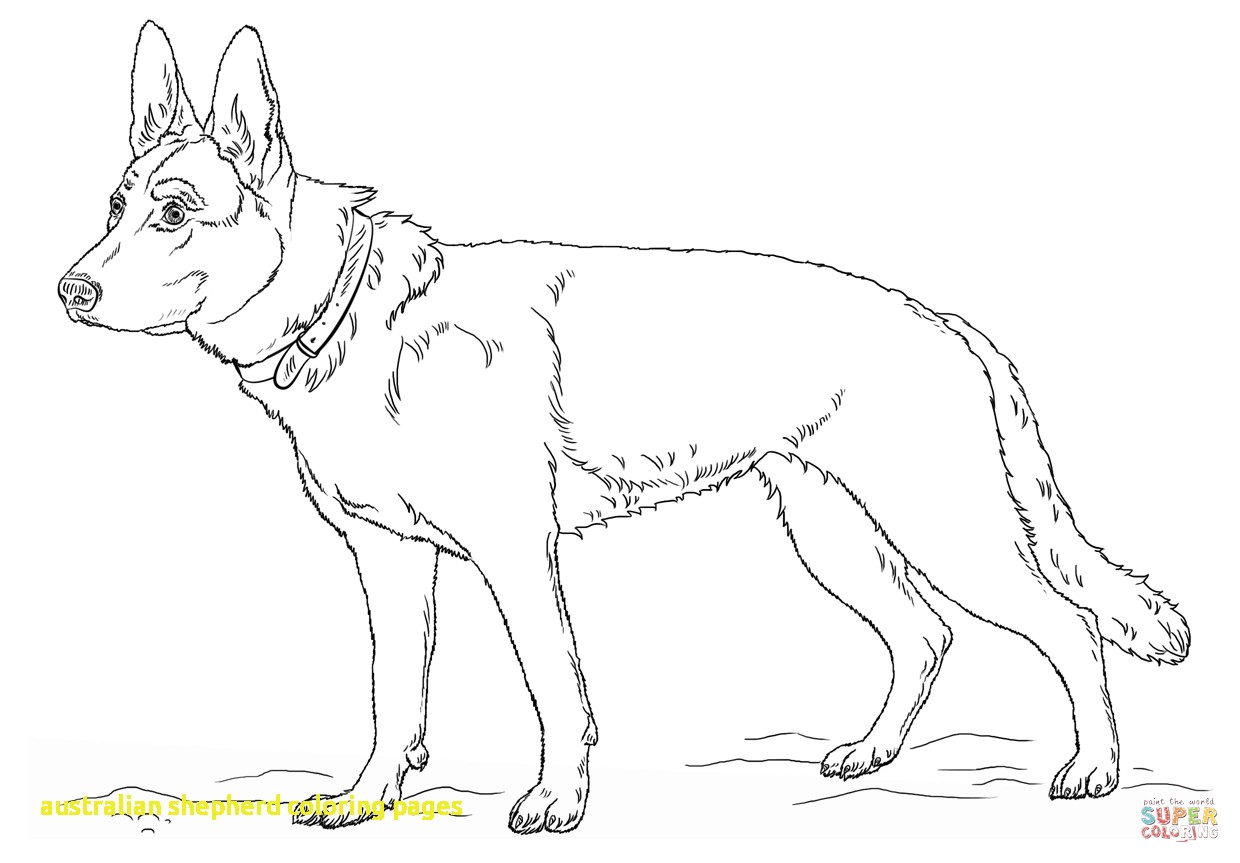 1240x863 Australian Shepherd Coloring Pages
