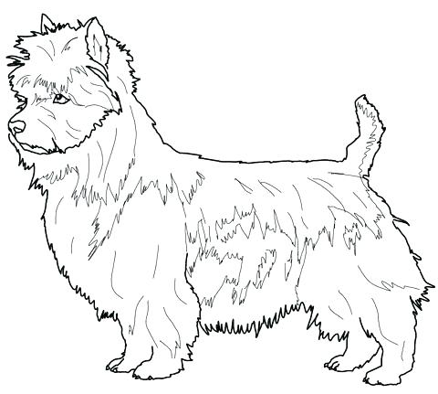 480x431 Australian Shepherd Coloring Pages General Appearance Australian