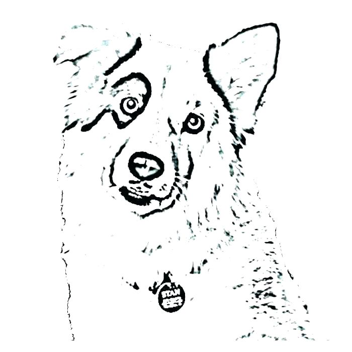 700x700 Australian Shepherd Coloring Pages Shepherd Coloring Page Free