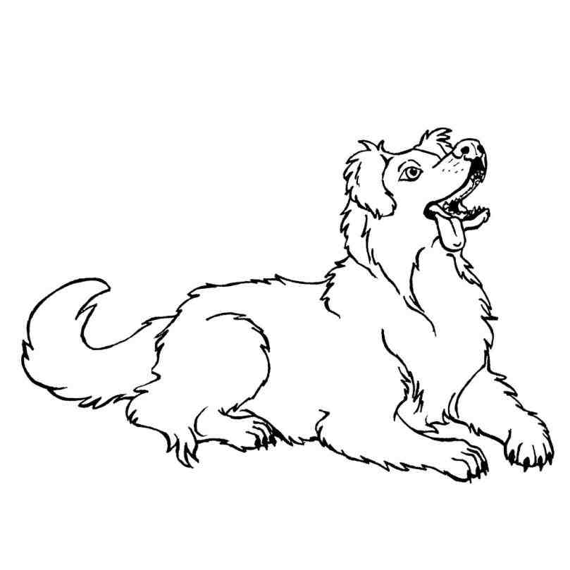 809x809 Australian Shepherd Line Drawing Animalsee.club