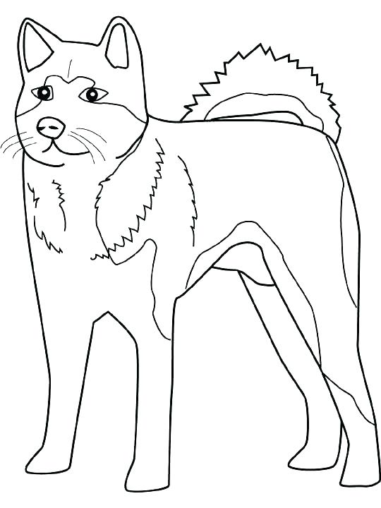 540x720 Pictures To Colour Dogs Dog Color Genetics Blue