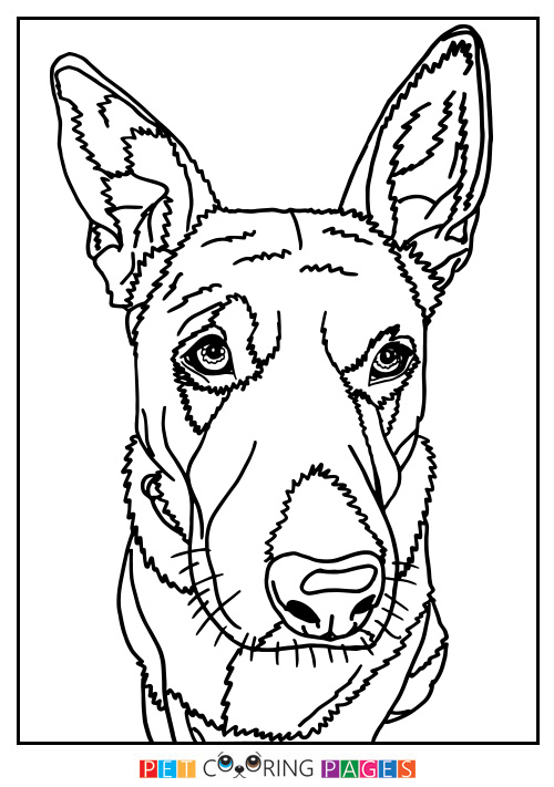 500x711 Australian Cattle Dog Coloring Page Lily