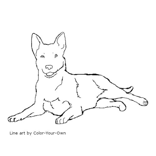 500x500 Australian Cattle Dog Coloring Page
