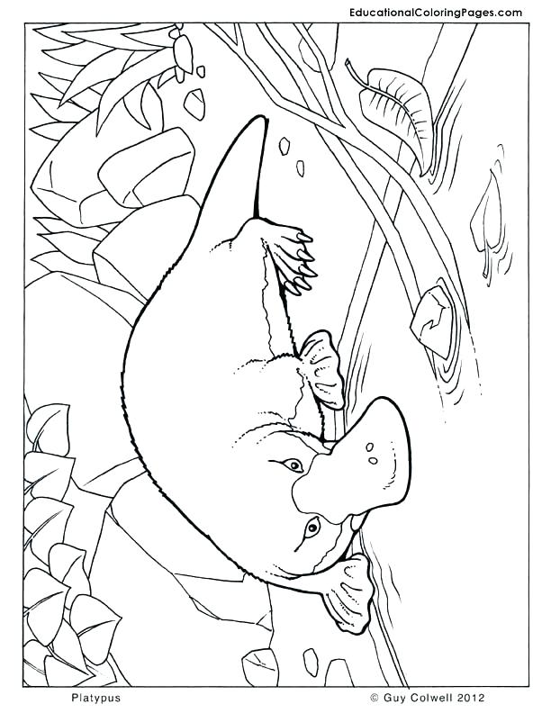 612x792 Australia Coloring Pages Coloring Pages Platypus Coloring Animal