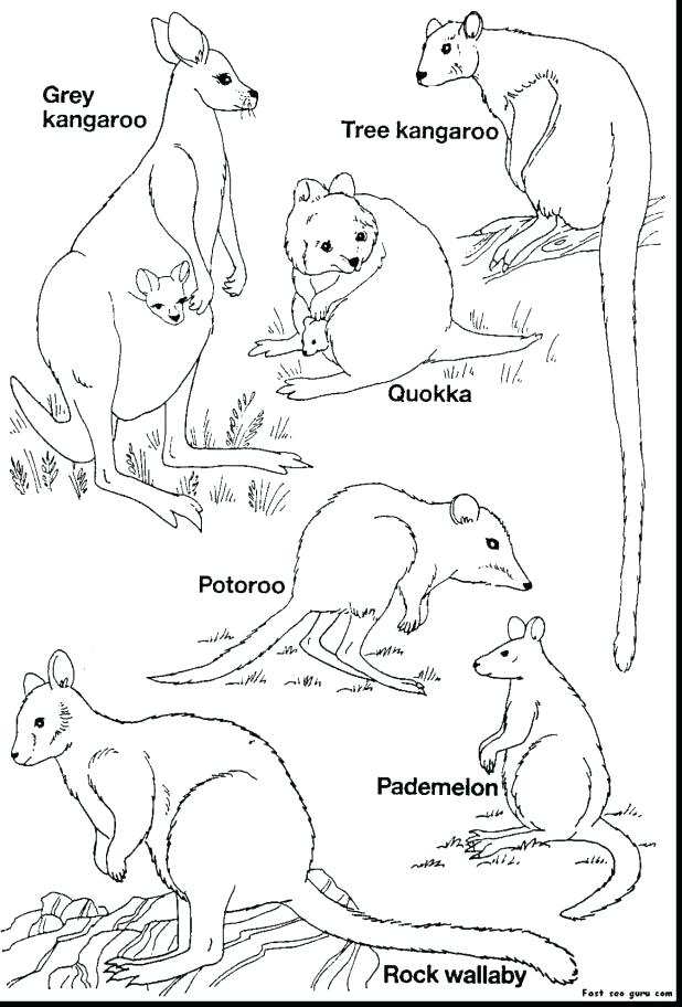 618x912 Australian Shepherd Coloring Pages