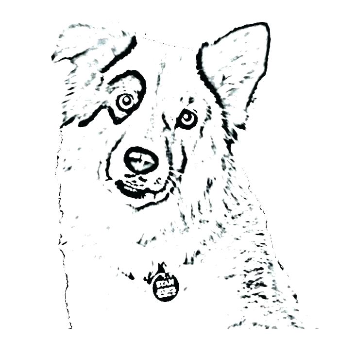 700x700 Shepherd Coloring Pages And Page Shepherd Coloring Toy Australian