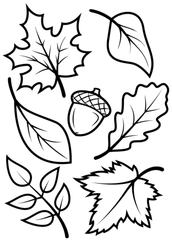 339x480 Fall Leaves And Acorn Coloring Page From Fall Category. Select