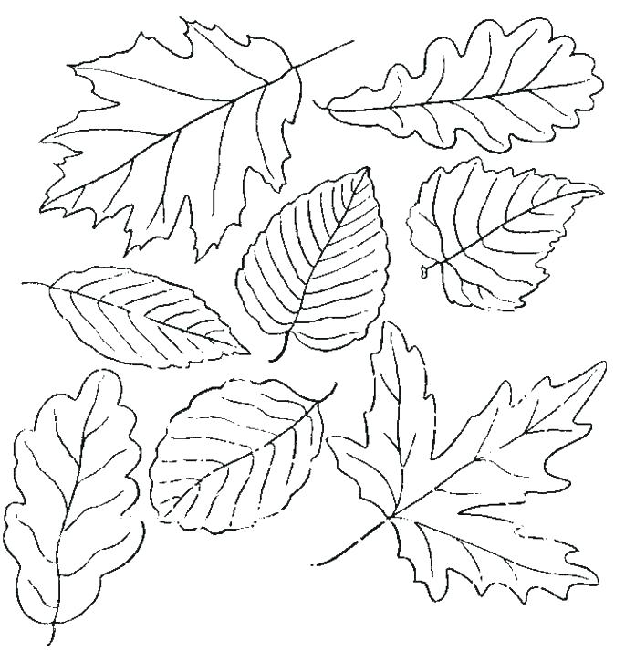 685x726 Autumn Leaf Outline