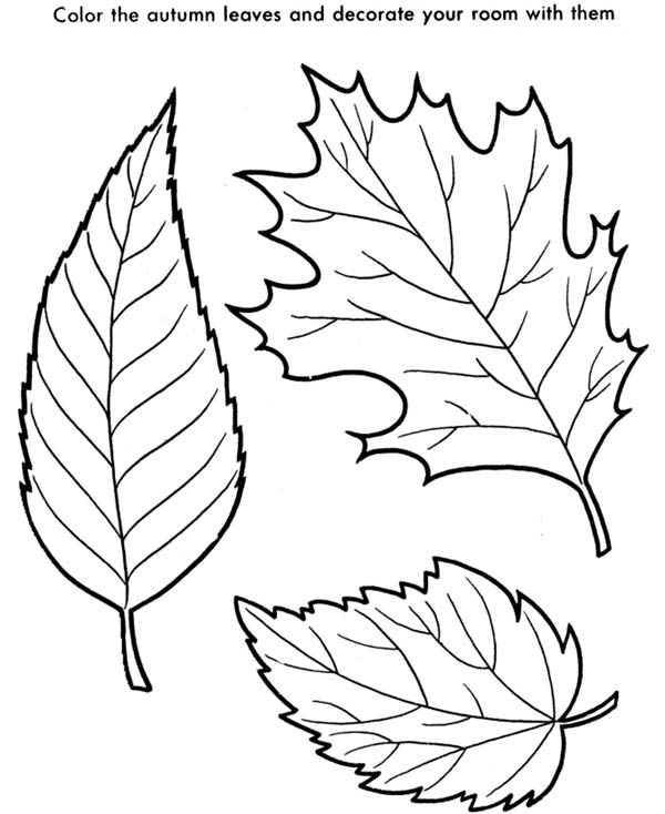 600x734 Autumn Leaves Coloring Pages Free Free Coloring Pages Of Leaves