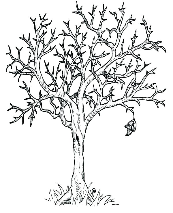 600x741 Fall Tree Coloring Page Bare Tree Coloring Page Bare Tree Coloring