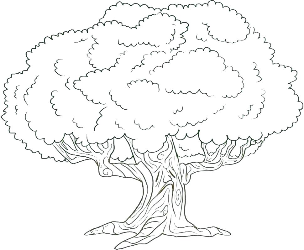 970x798 Trees Coloring Pages Appealing Coloring Page Of Tree Line Art