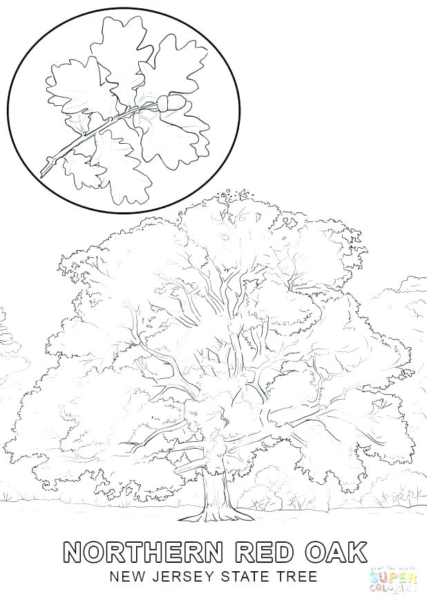 618x872 Autumn Tree Coloring Page Fall Tree Coloring Page Click The New