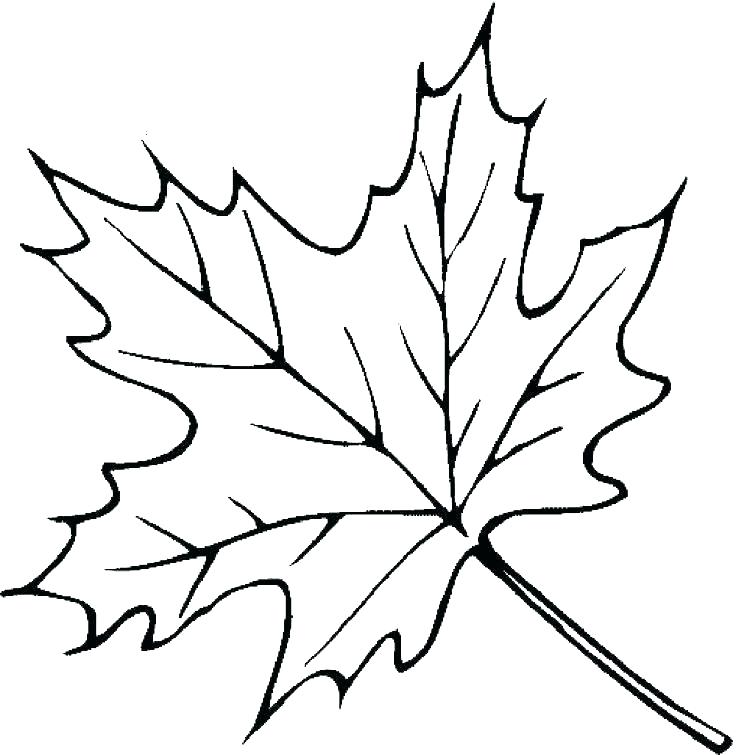 736x755 Autumn Tree Coloring Pages Printable Leaves Tree Drawing Coloring