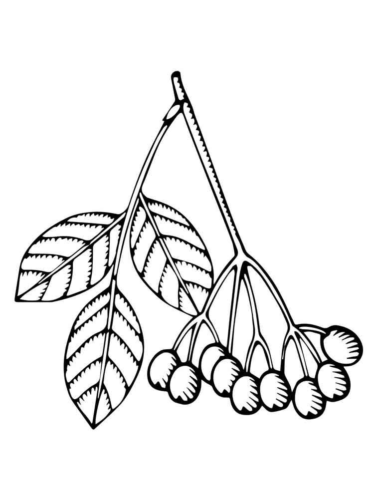750x1000 Elderberry Coloring Pages. Download And Print Elderberry Coloring