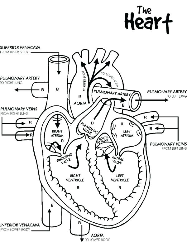 600x776 Human Skeleton Coloring Page Coloring Sheet Our Body Anatomical