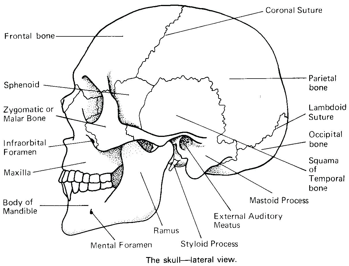 1211x921 Skeleton Coloring Pages Printable Great Anatomy With Pictures