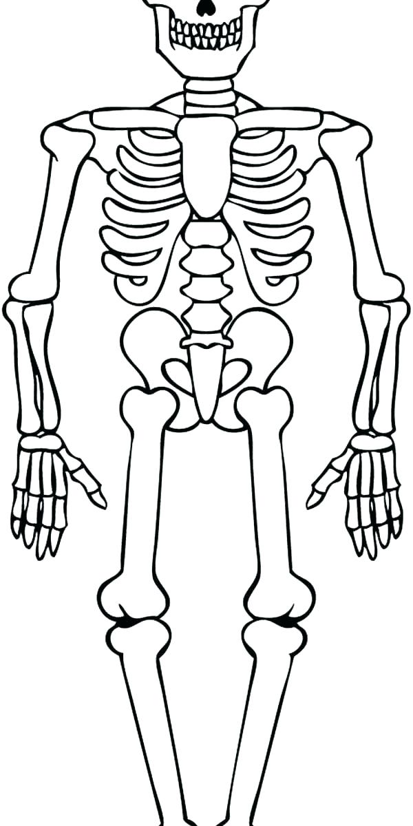 600x1200 Axial Skeleton Coloring Page Skeleton Coloring Sheet Contemporary